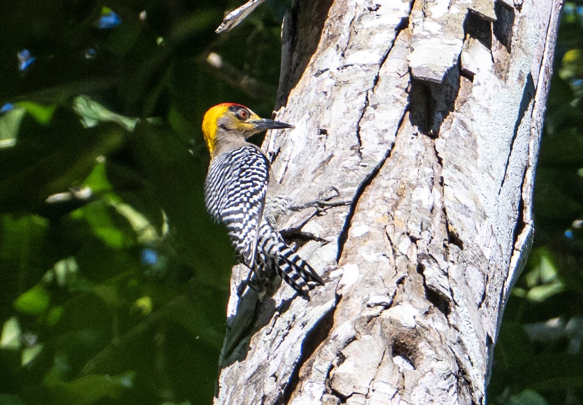 Golden-cheeked Woodpecker - ML632363357