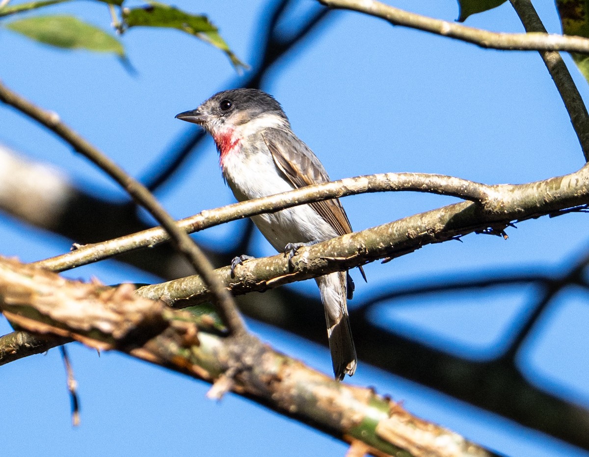 Rose-throated Becard - ML632363367