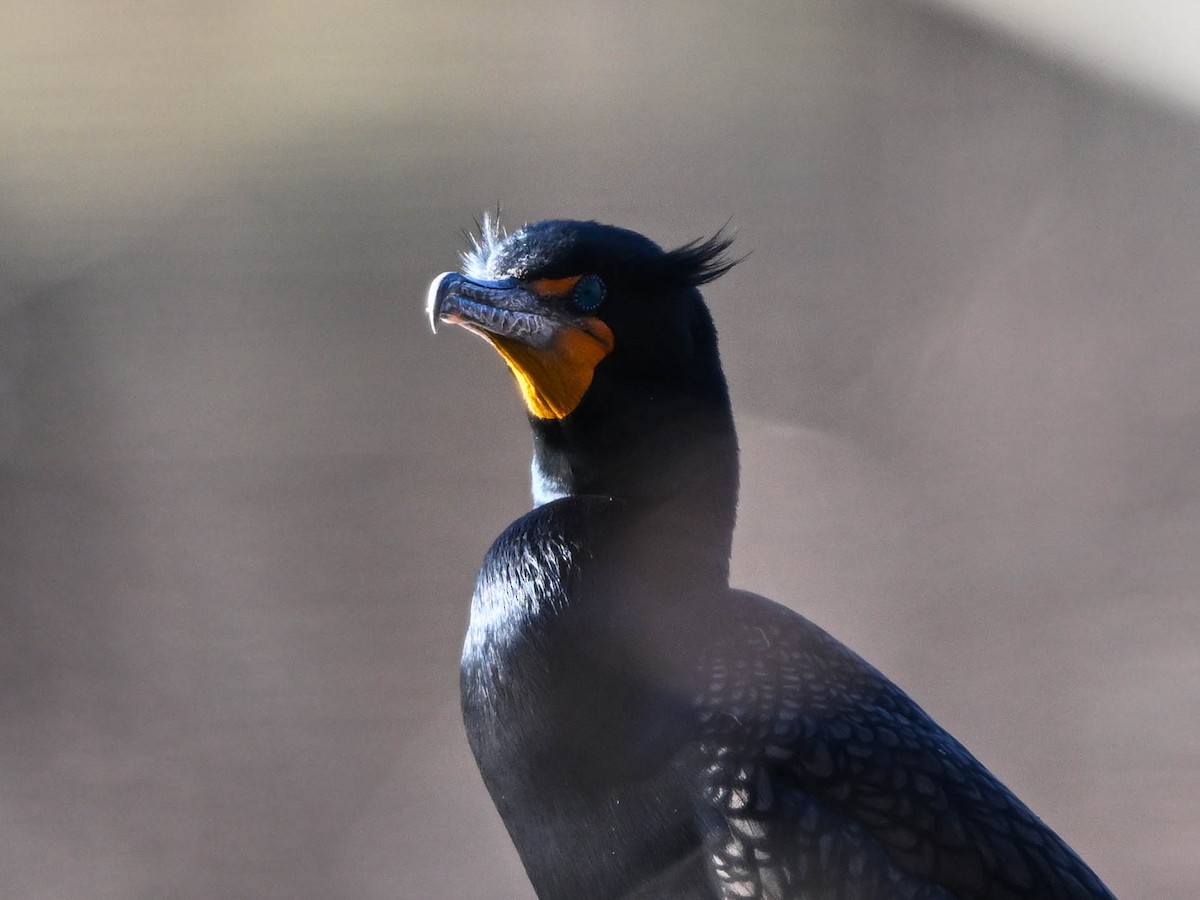 Double-crested Cormorant - ML632363372