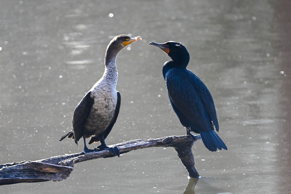 Double-crested Cormorant - ML632363374