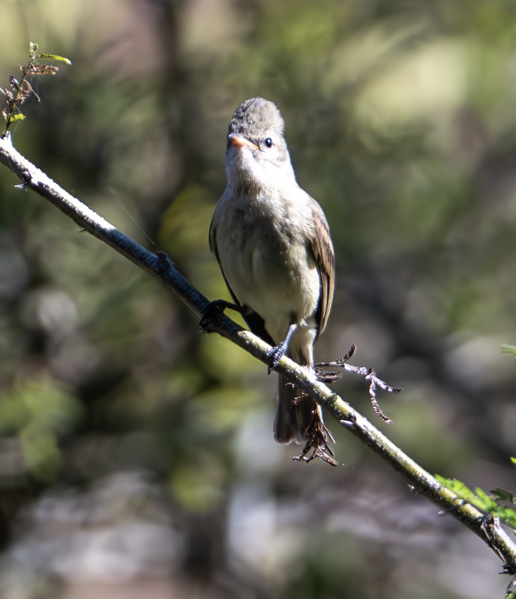 Least Flycatcher - ML632363379
