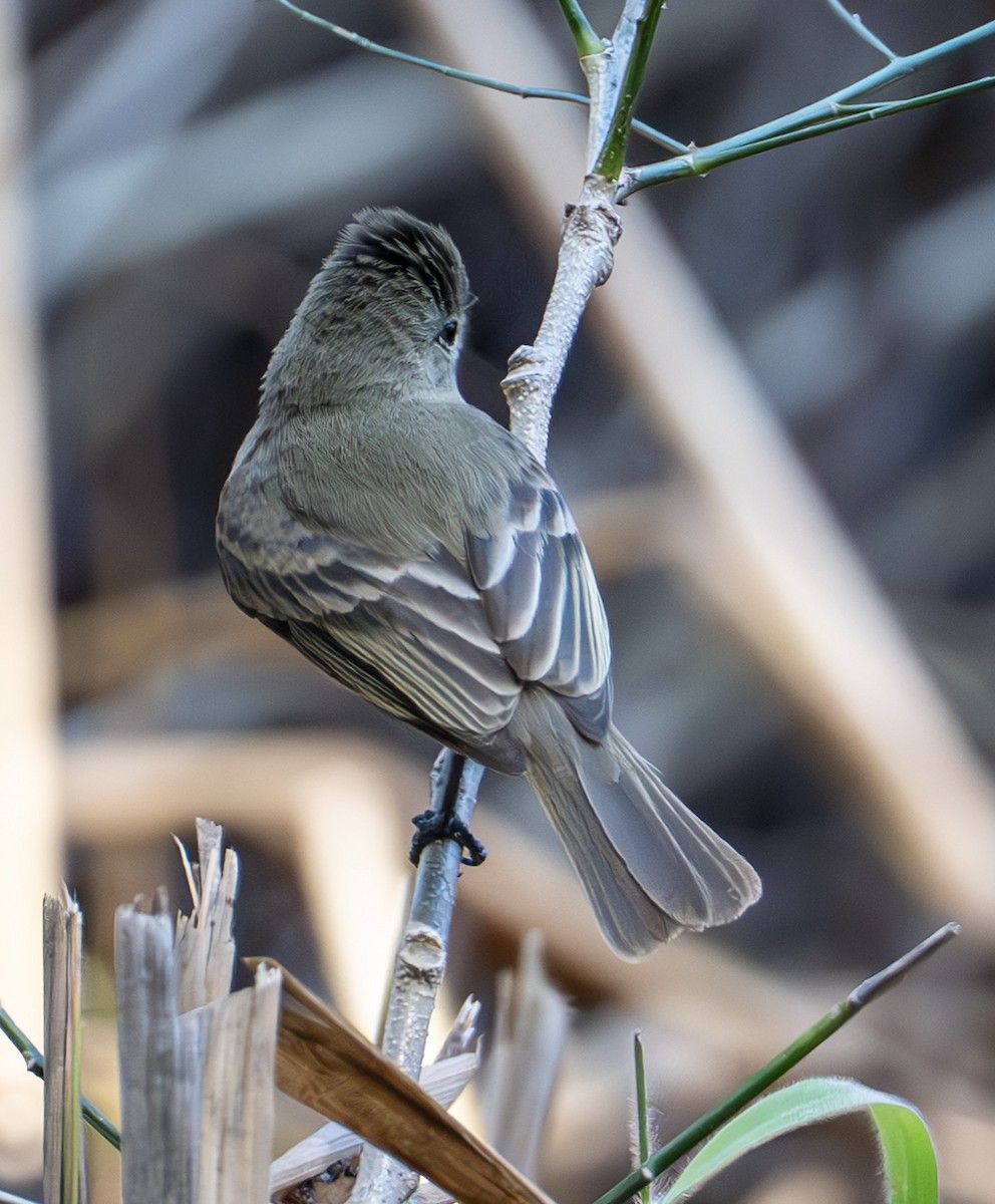 Least Flycatcher - ML632363380