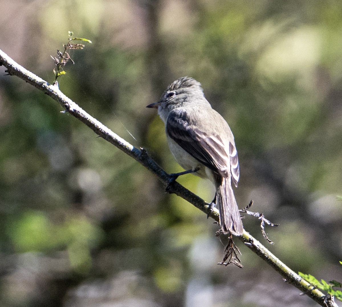 Least Flycatcher - ML632363381
