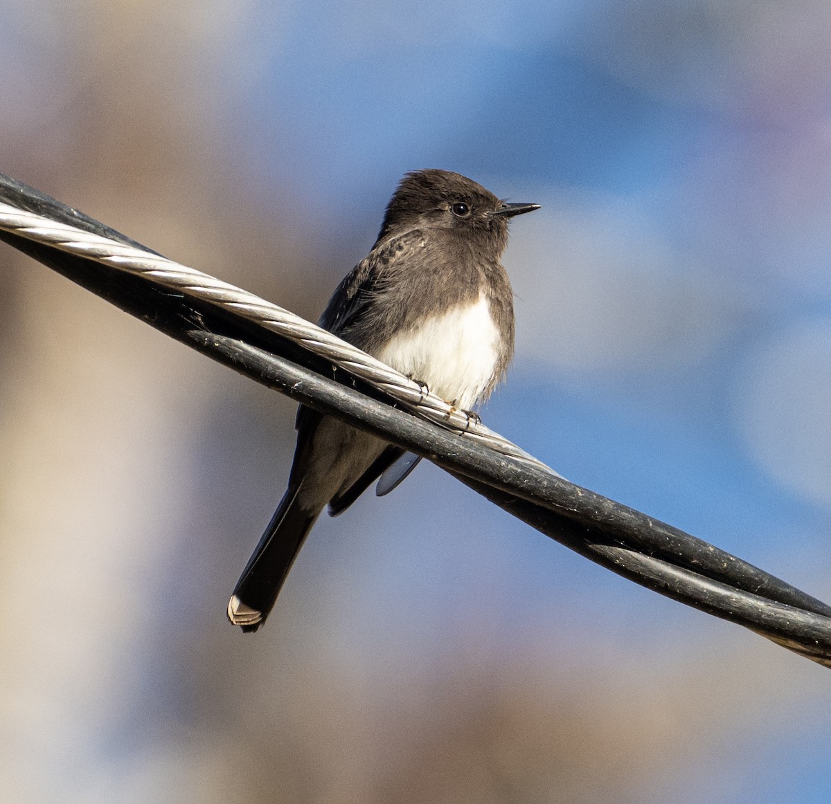 Black Phoebe - ML632363393