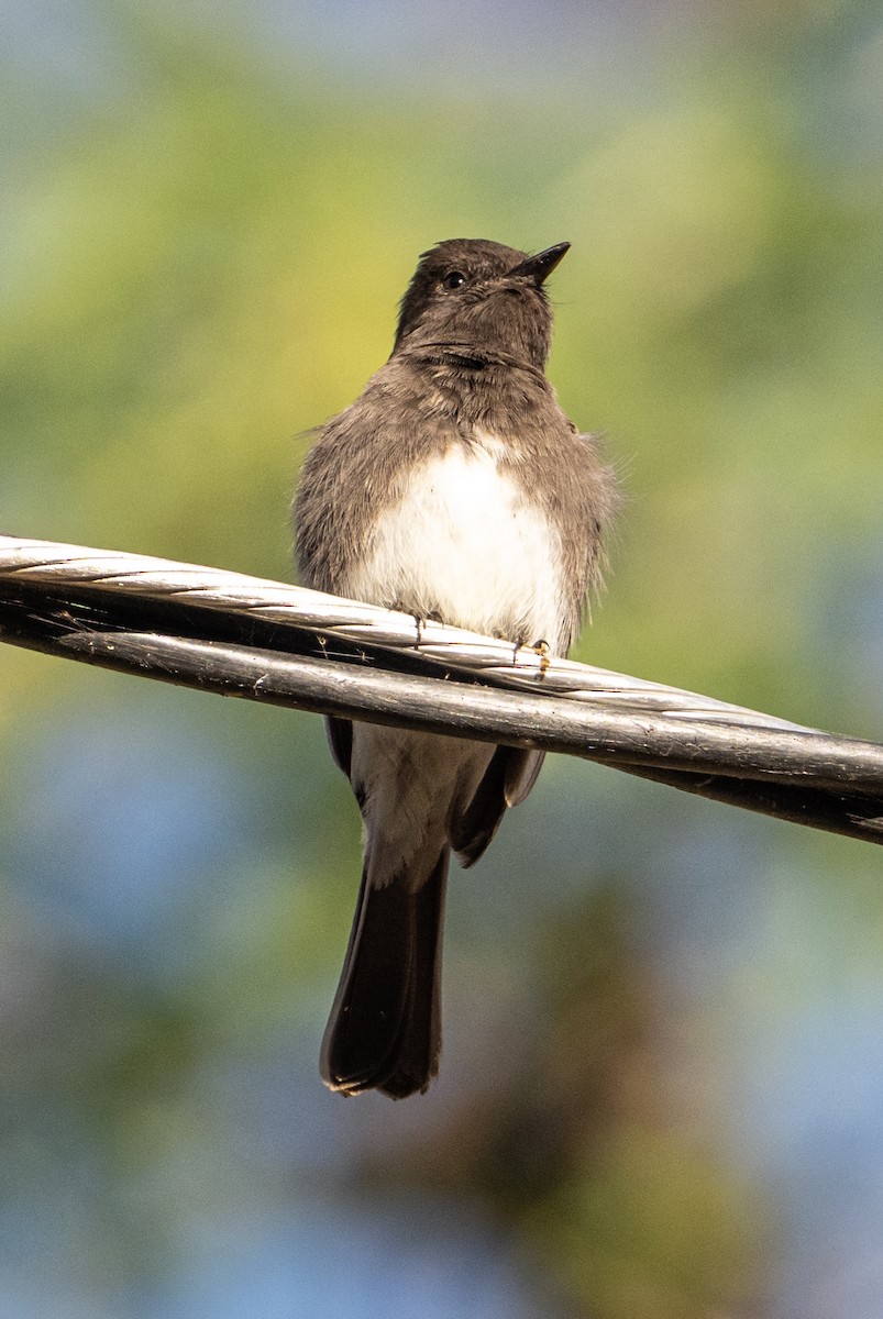 Black Phoebe - ML632363394