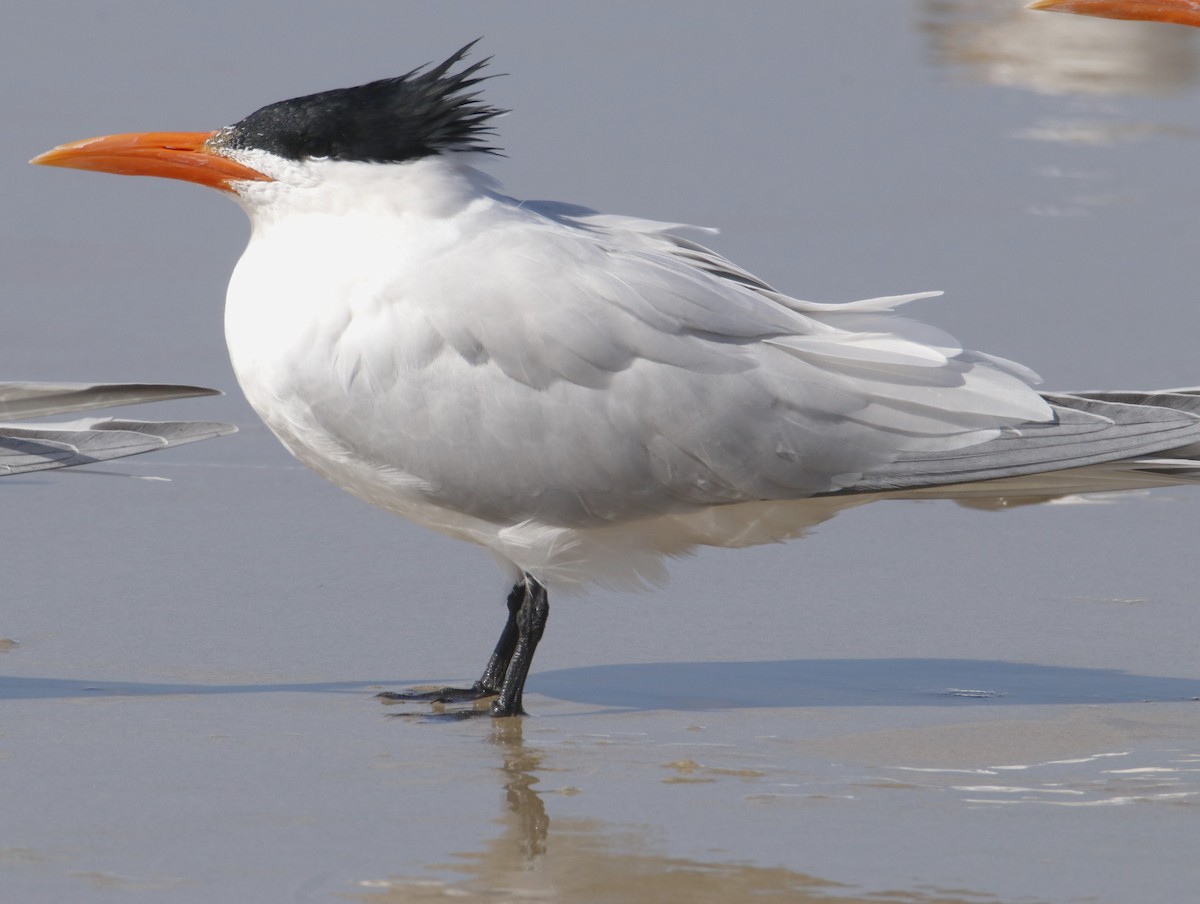 Royal Tern - ML632363406