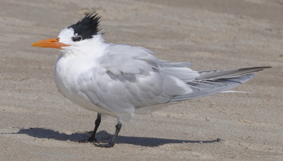 Royal Tern - ML632363408