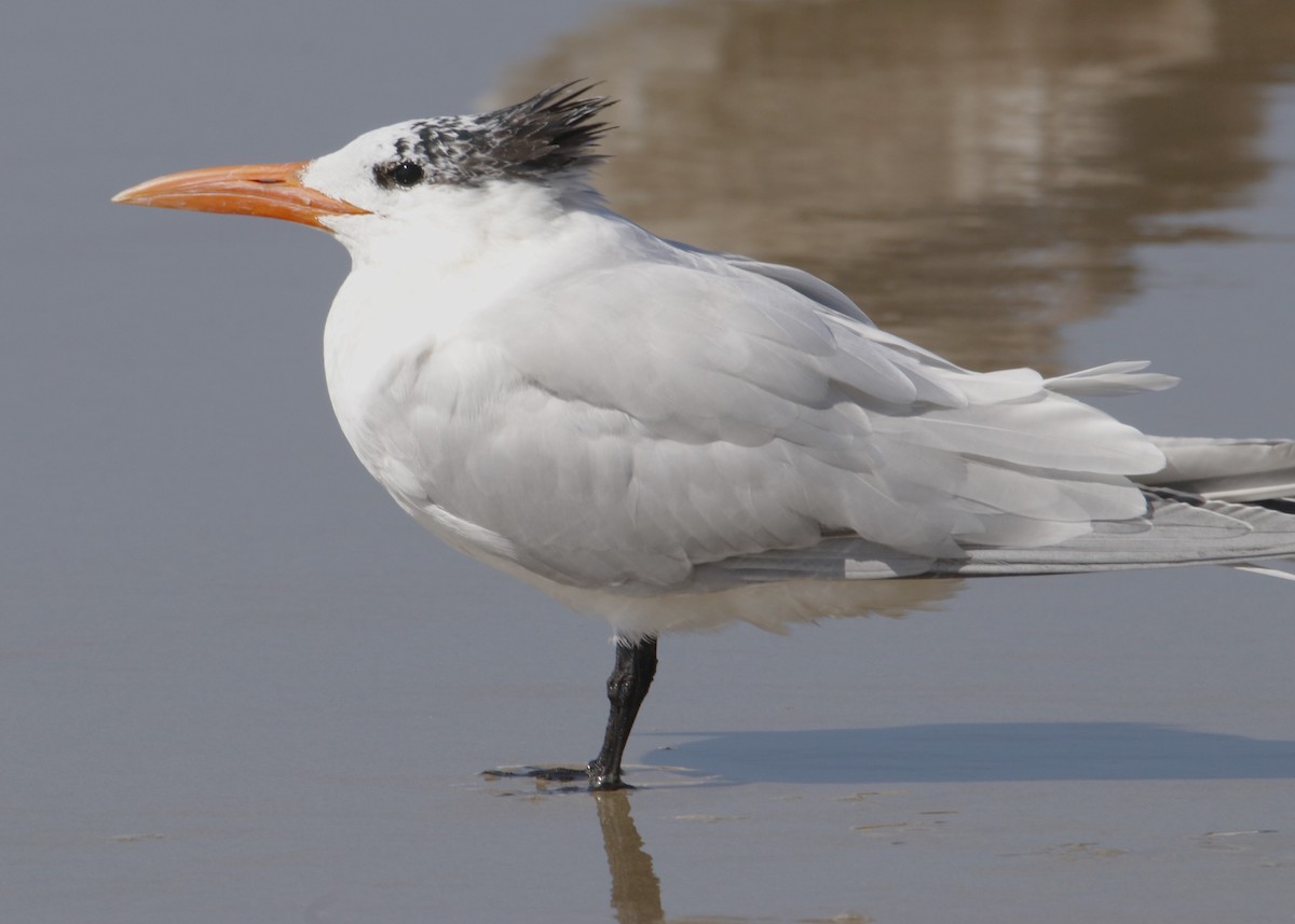 Royal Tern - ML632363409