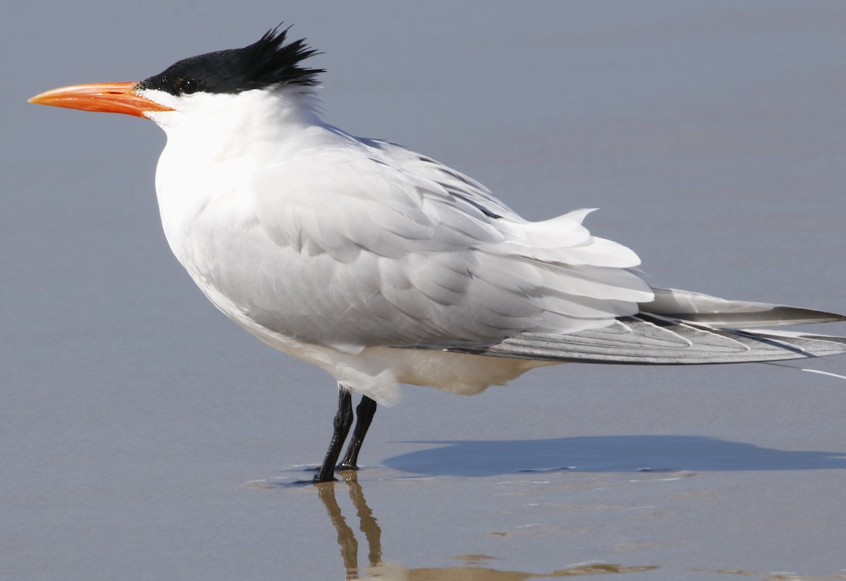 Royal Tern - ML632363411