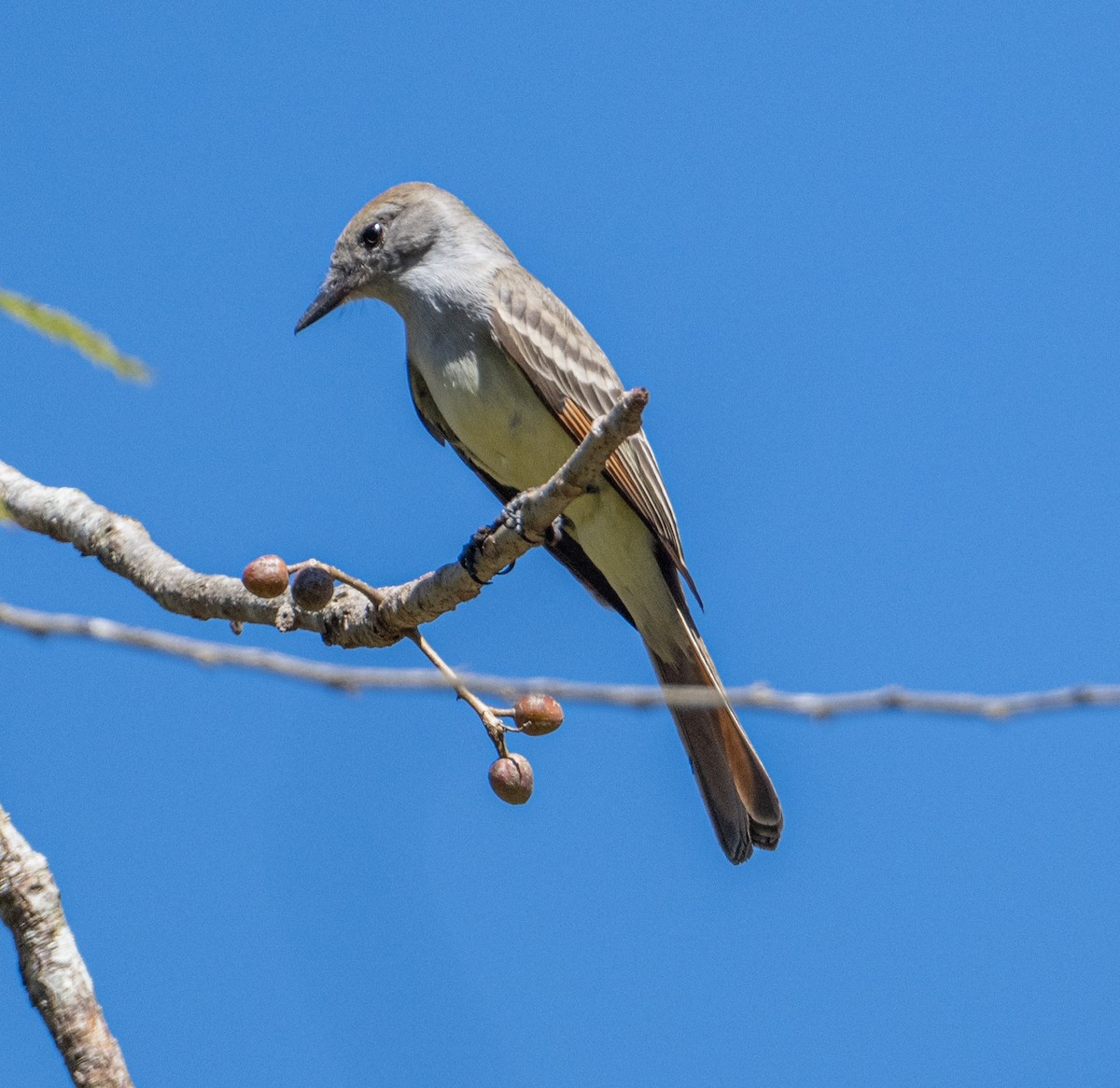 Ash-throated Flycatcher - ML632363430
