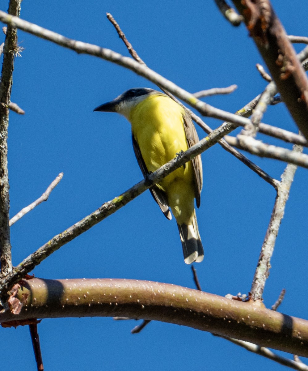Great Kiskadee - ML632363440