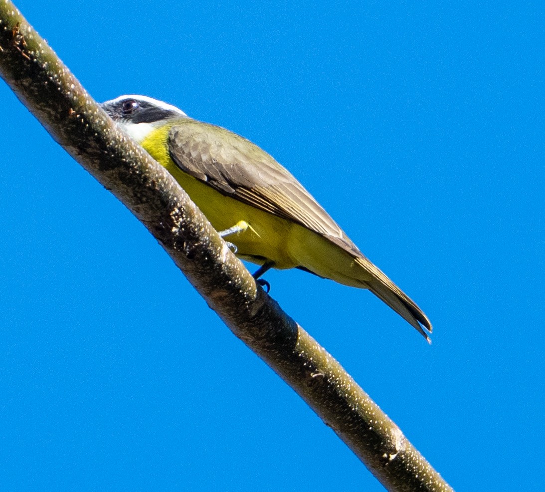 Social Flycatcher - ML632363446
