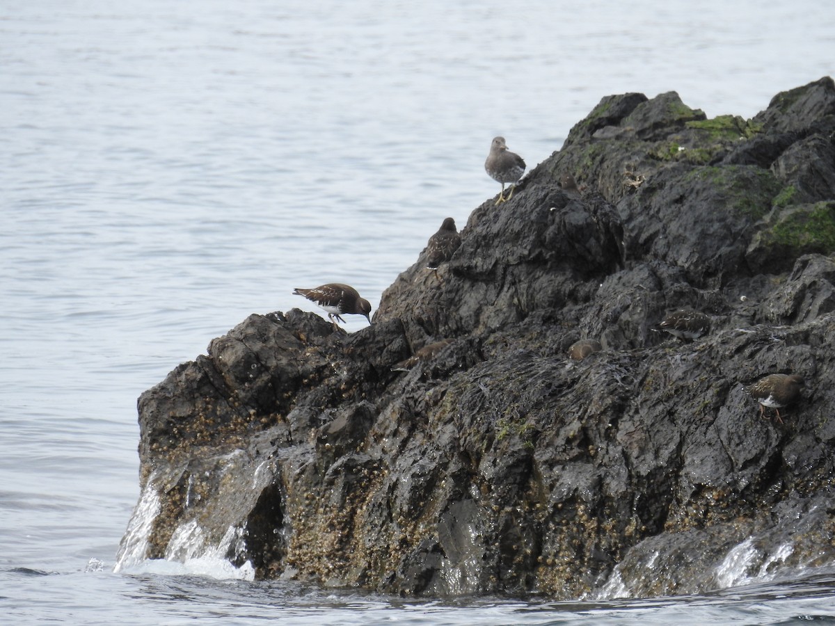 Surfbird - ML632363465