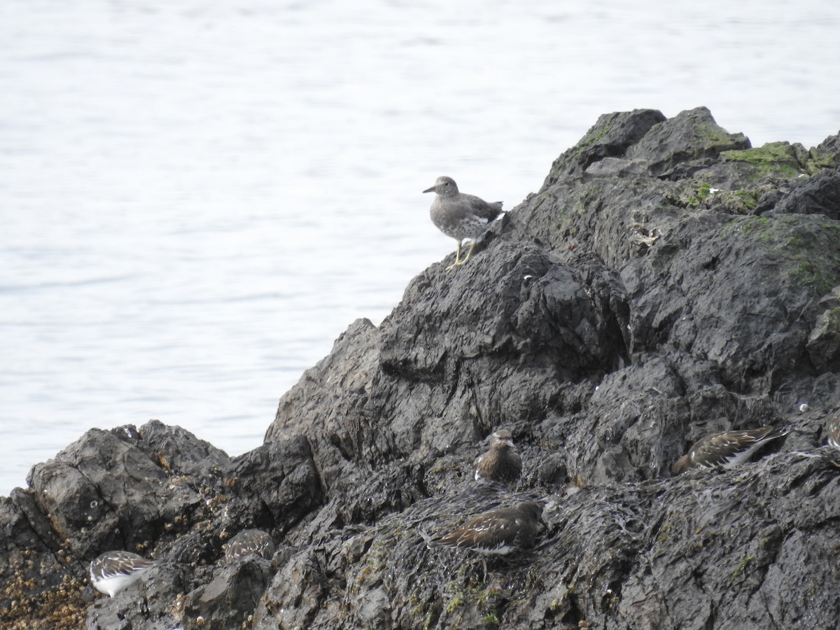 Surfbird - ML632363466