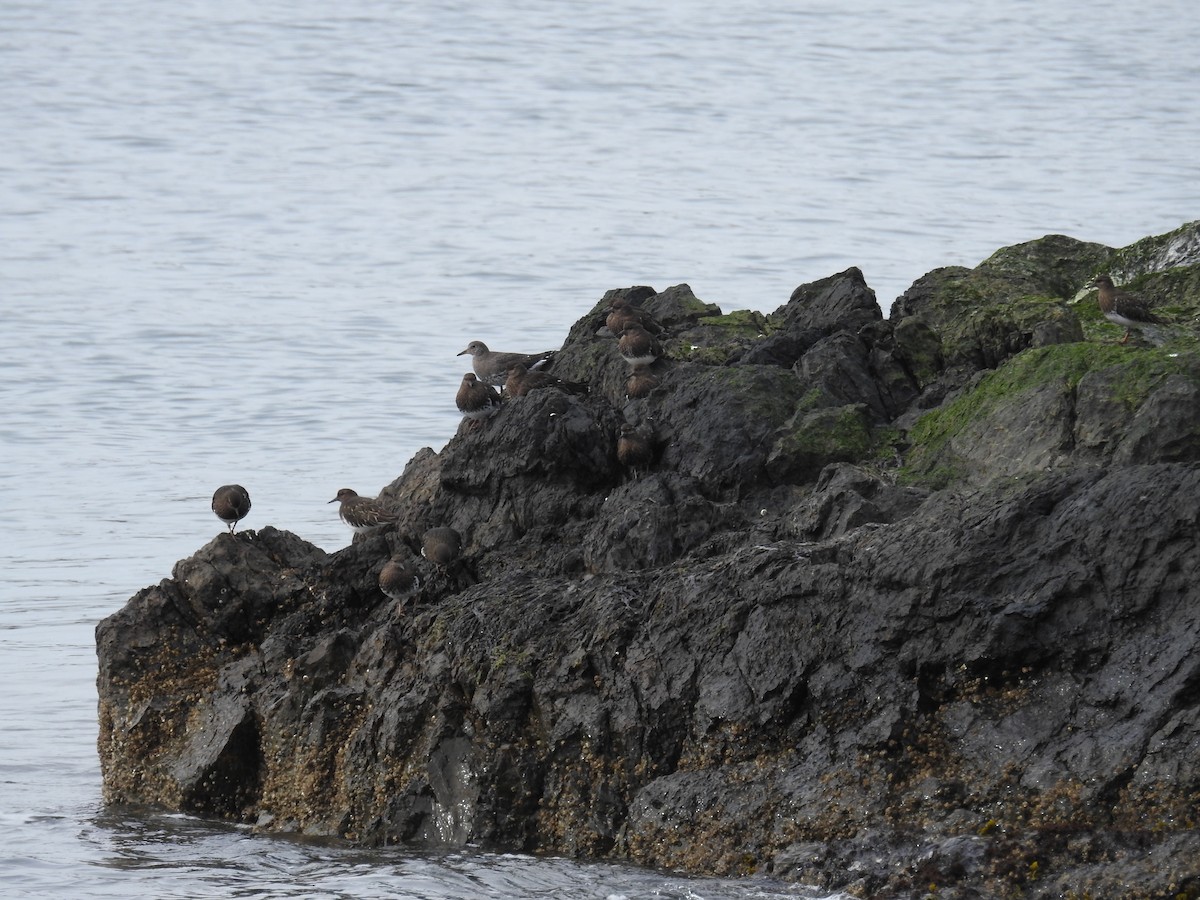 Black Turnstone - ML632363501