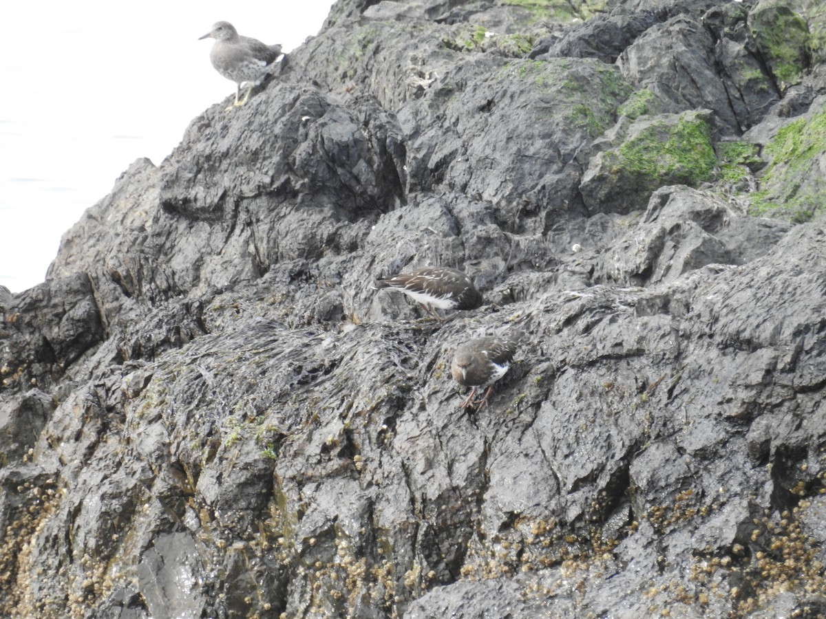Black Turnstone - ML632363503