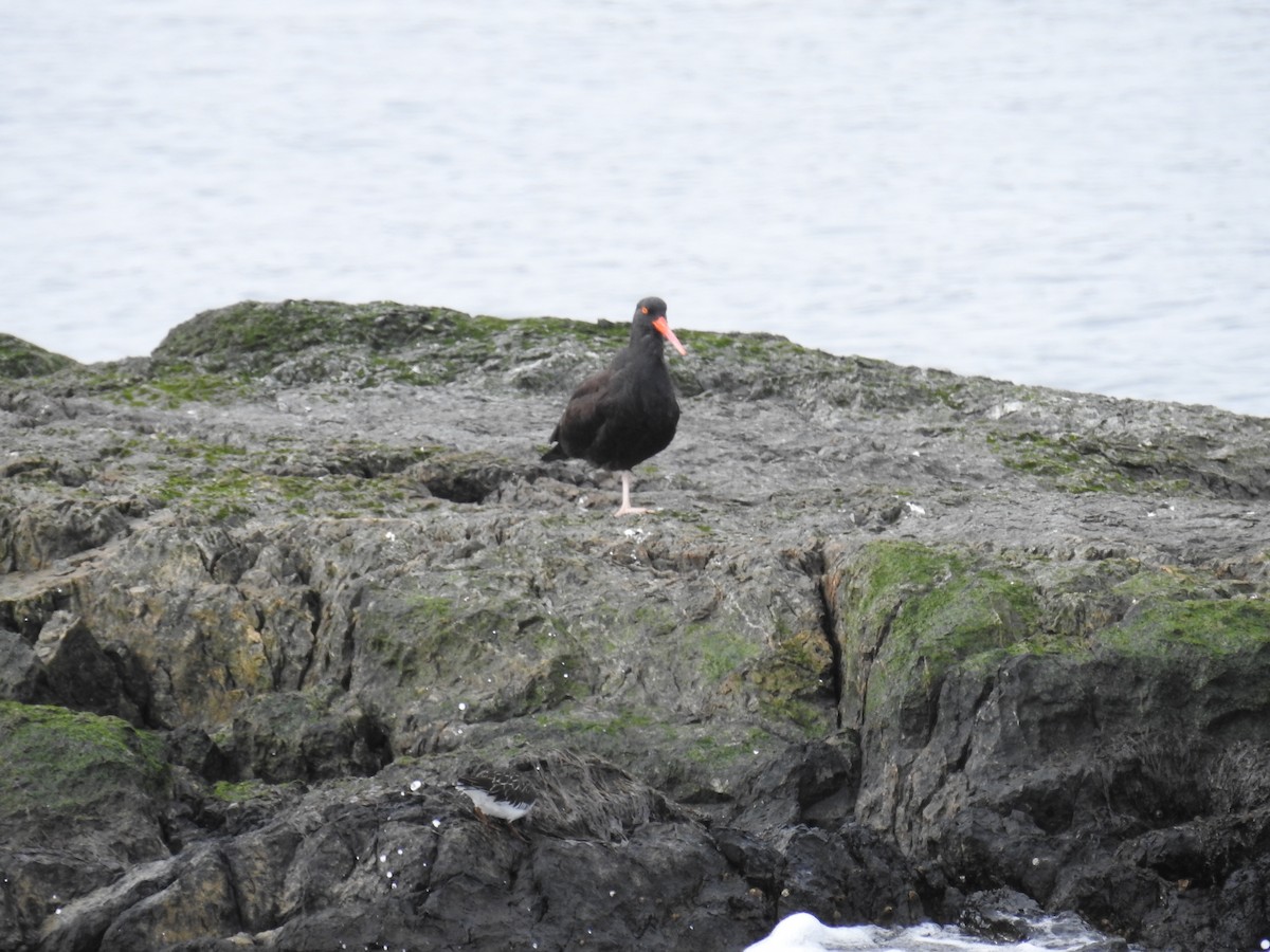Black Oystercatcher - ML632363510
