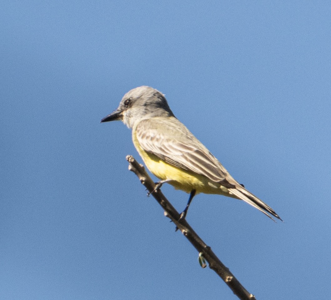 Tropical Kingbird - ML632363511
