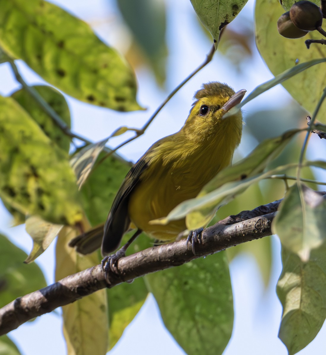 Golden Vireo - ML632363515