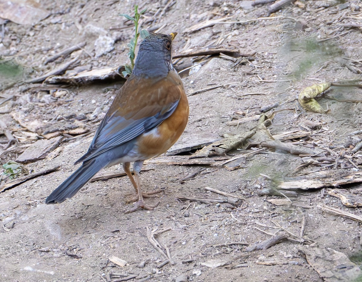 Rufous-backed Robin - ML632363554