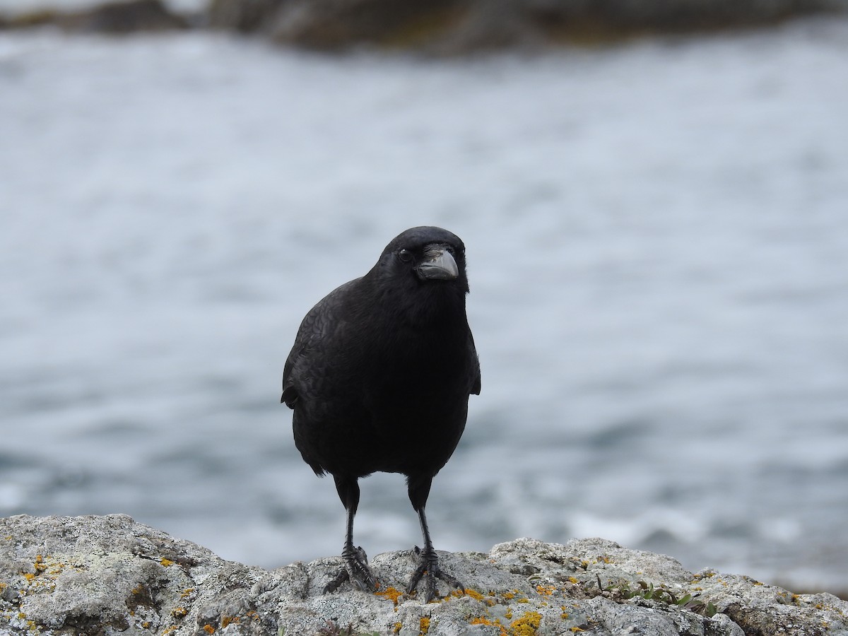 American Crow - ML632363559