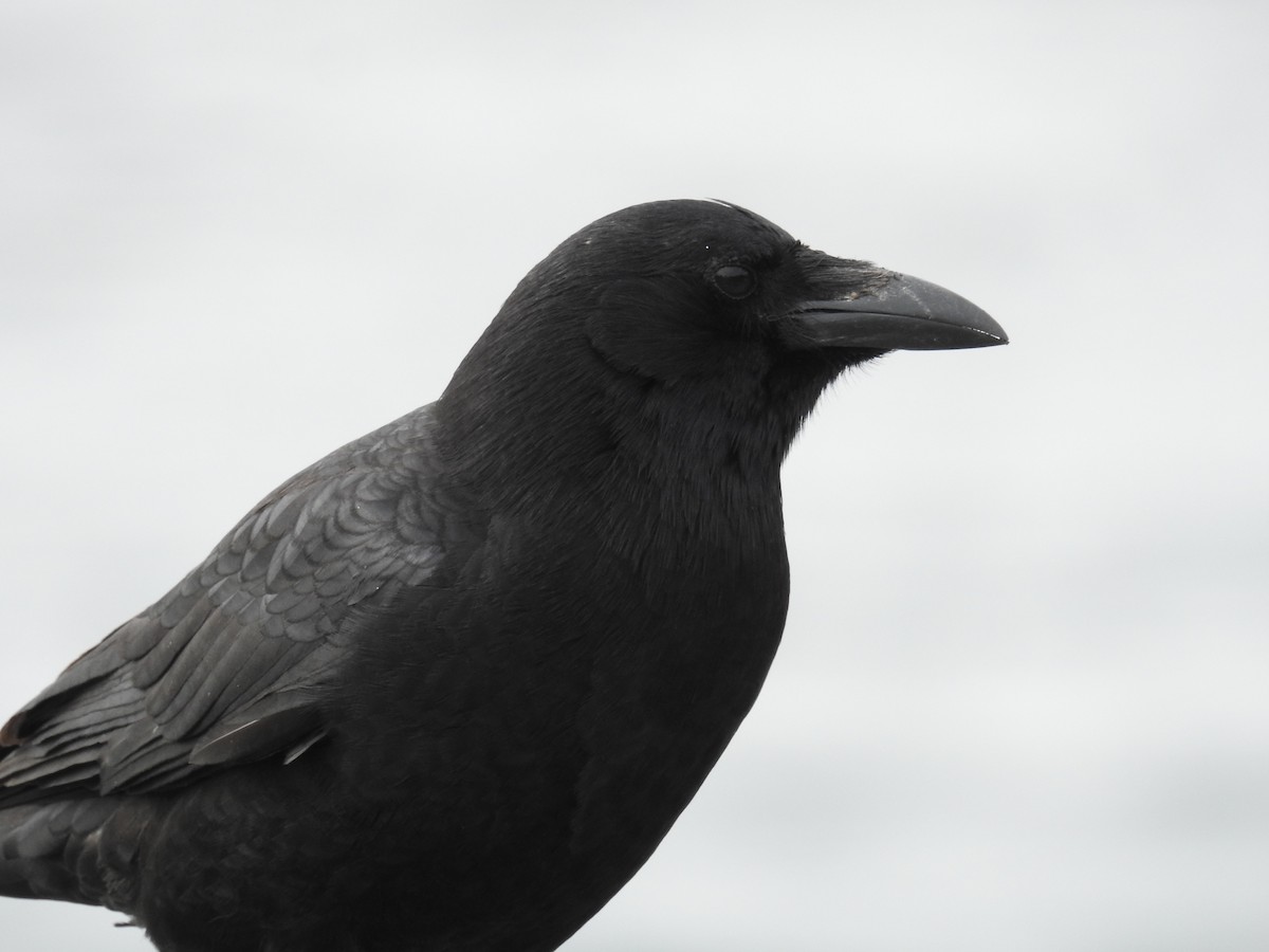 American Crow - ML632363560