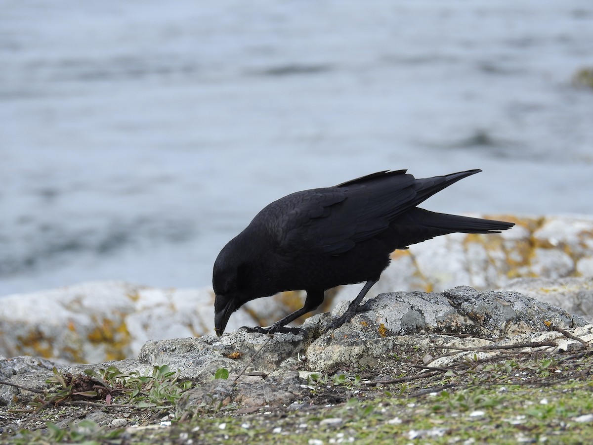 American Crow - ML632363561