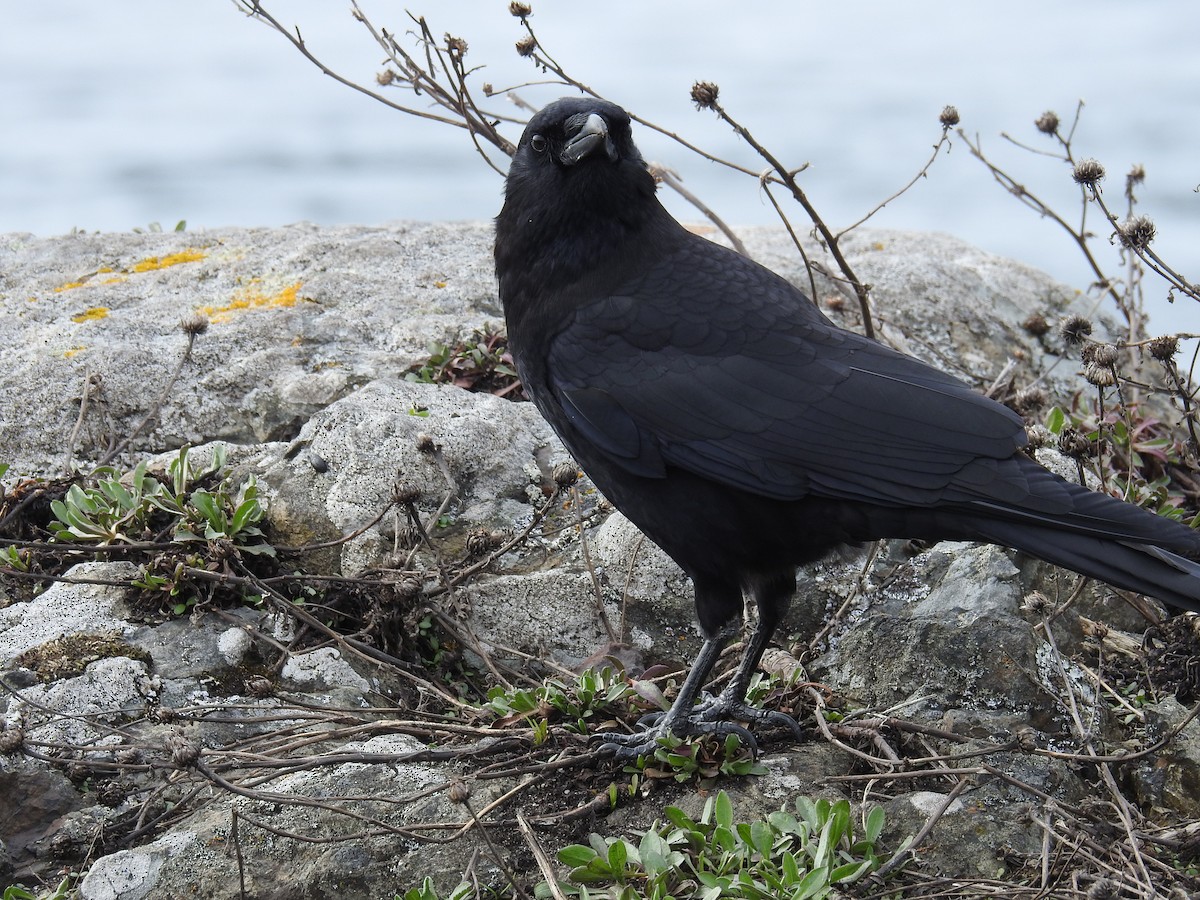 American Crow - ML632363562