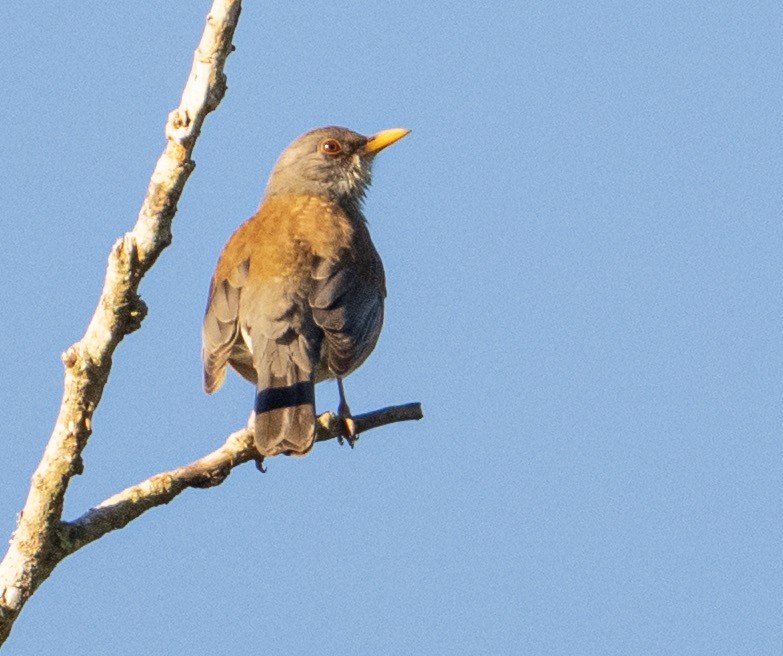 Rufous-backed Robin - ML632363582