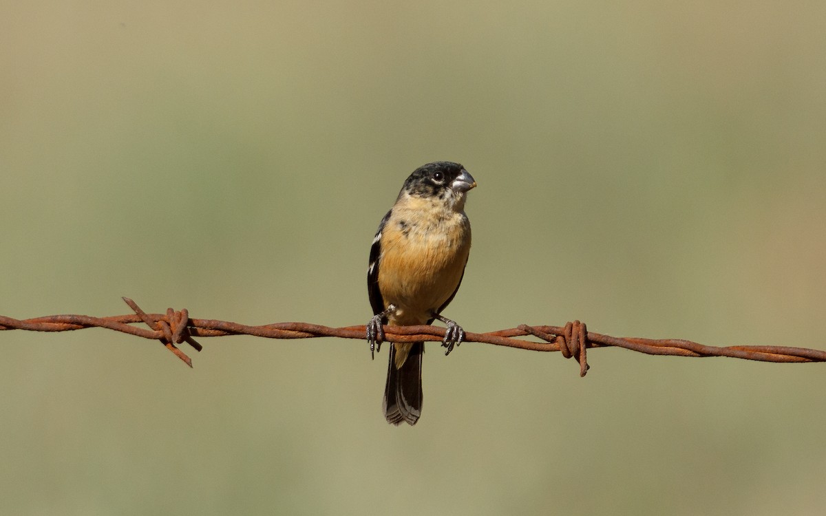 Зерноїд білошиїй - ML632363592