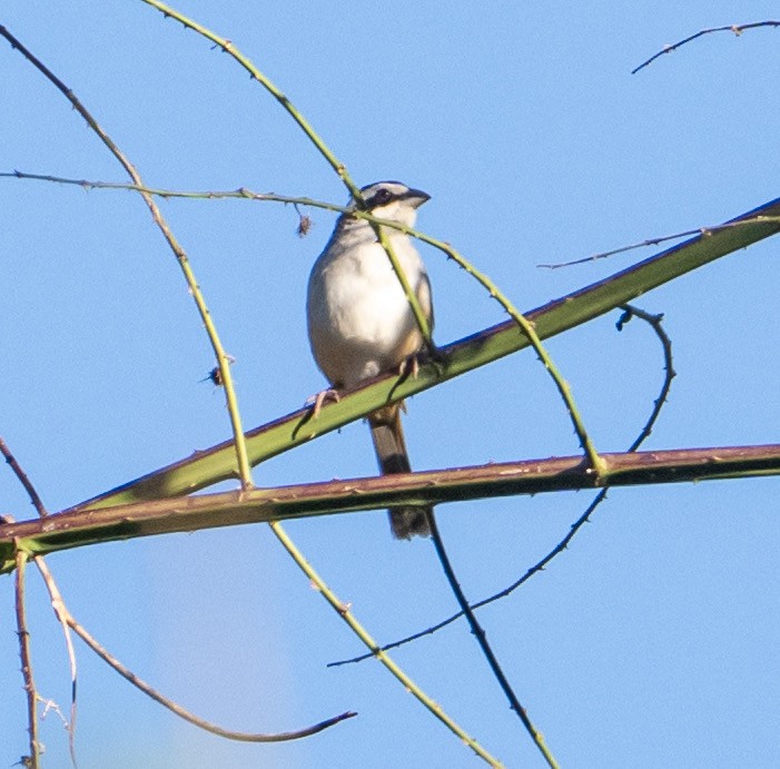Stripe-headed Sparrow - ML632363602
