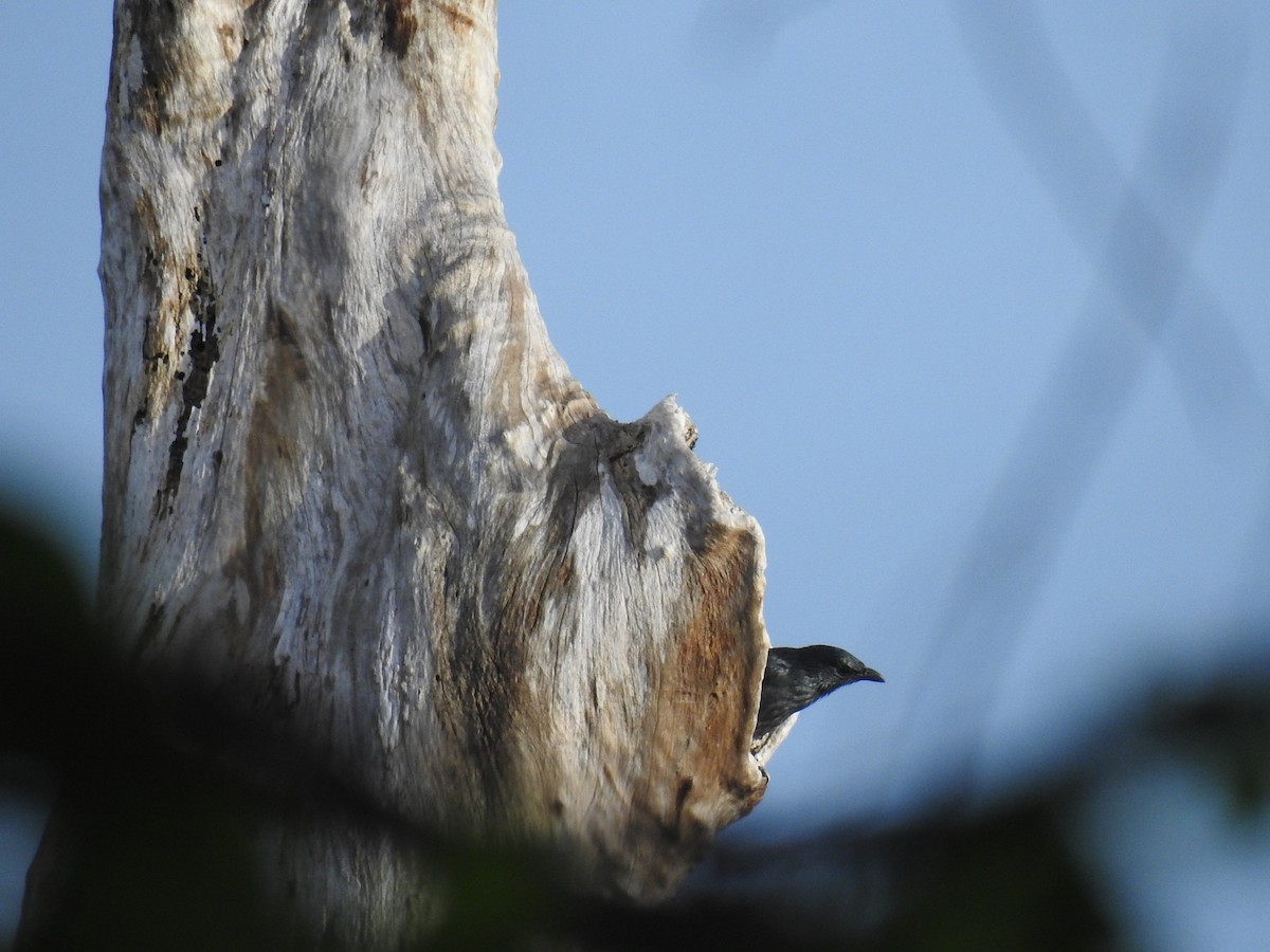 Tanimbar Starling - ML63236361