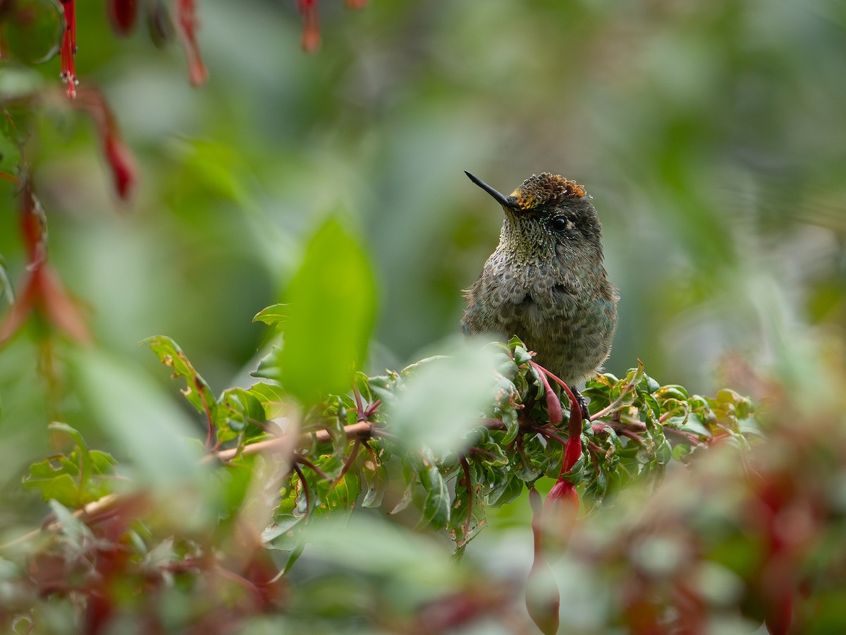 Green-backed Firecrown - ML632363624