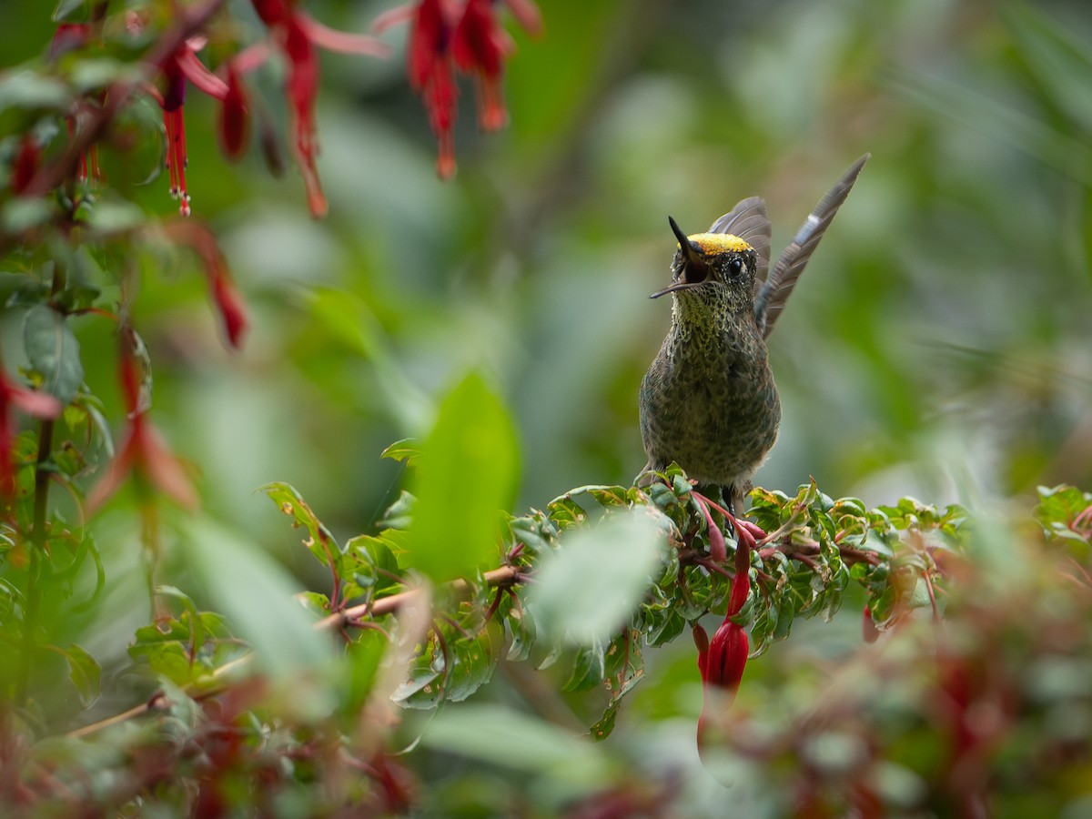 Green-backed Firecrown - ML632363625