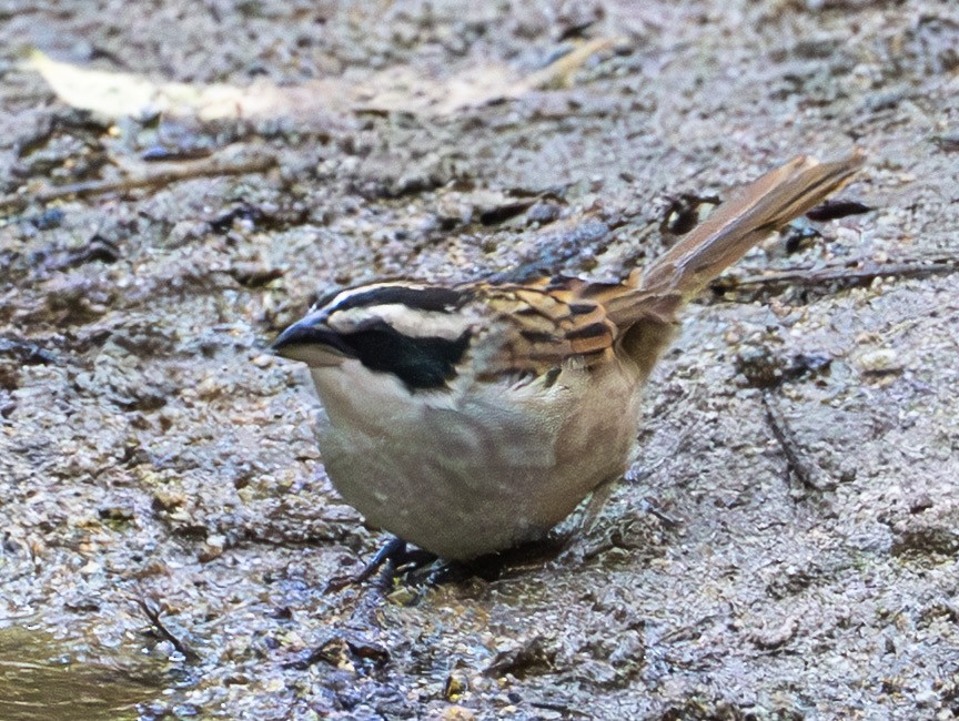 Stripe-headed Sparrow - ML632363639