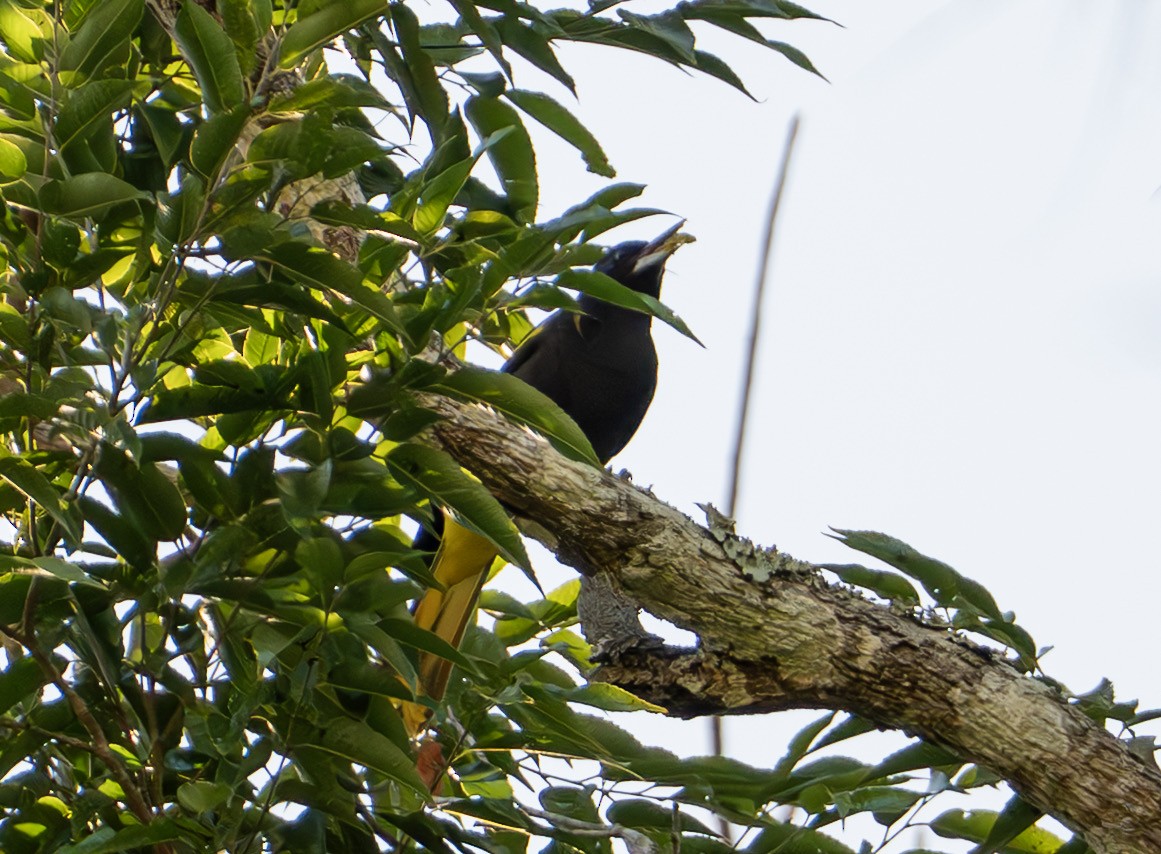 Yellow-winged Cacique - ML632363704