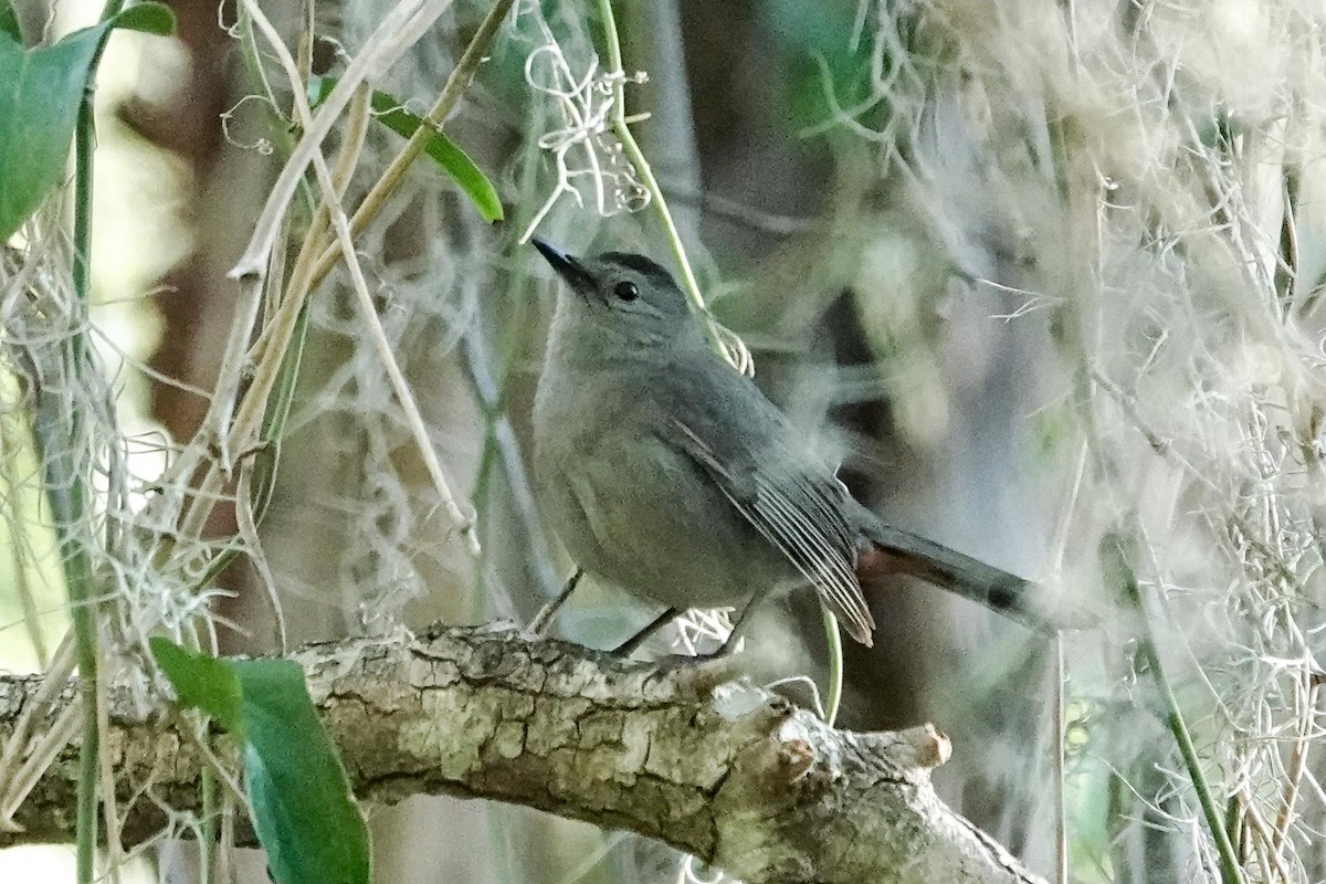 Gray Catbird - ML632363749