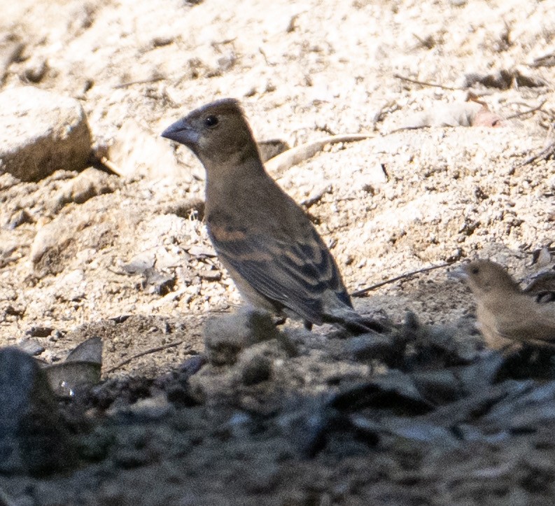 Blue Grosbeak - ML632363771
