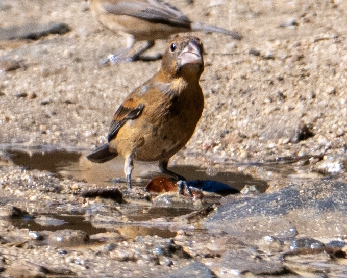 Blue Grosbeak - ML632363783