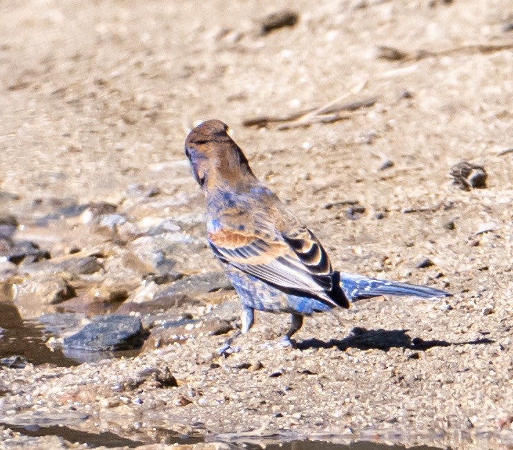 Blue Grosbeak - ML632363784