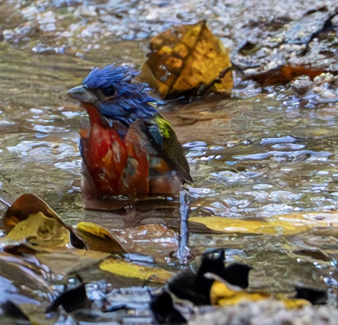 Painted Bunting - ML632363788