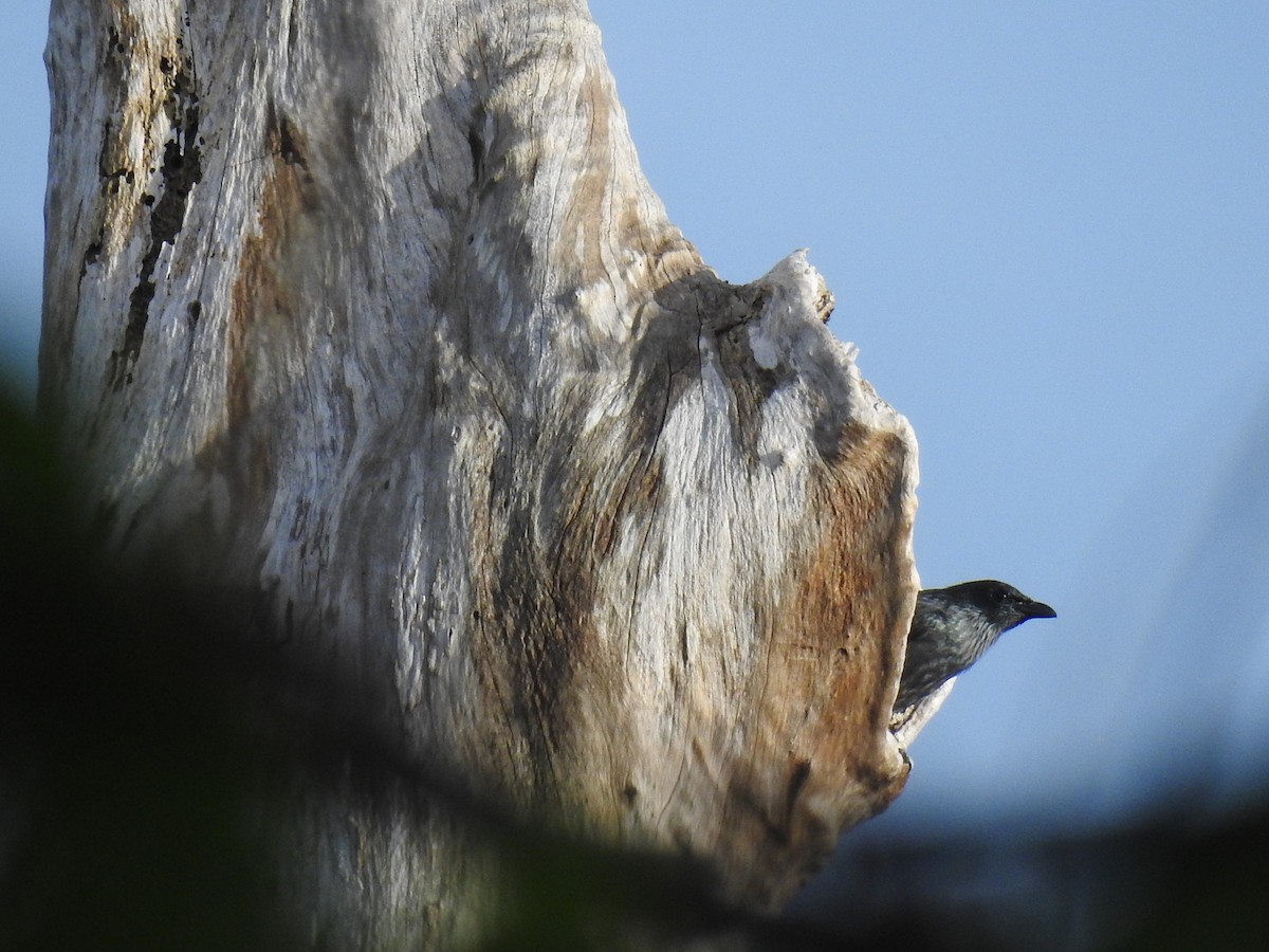 Tanimbar Starling - Pam Rasmussen