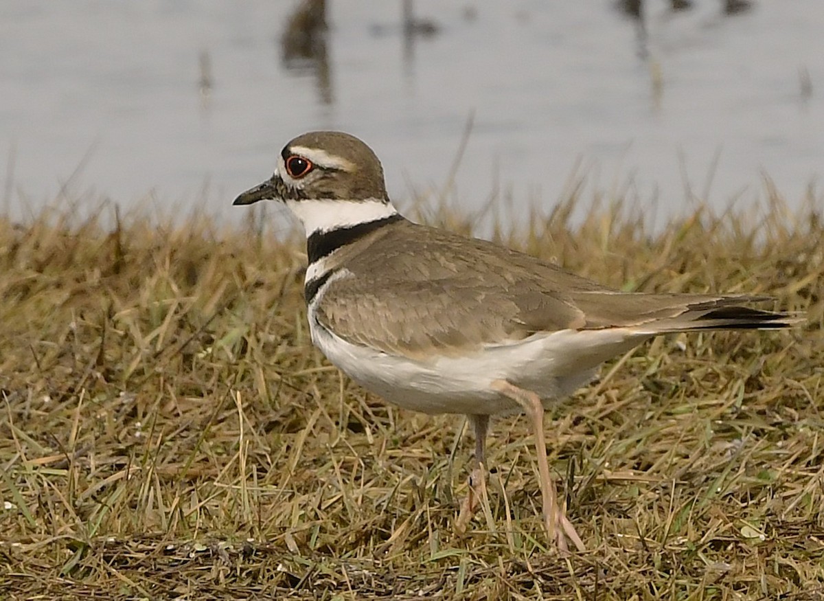 Killdeer - ML632363821