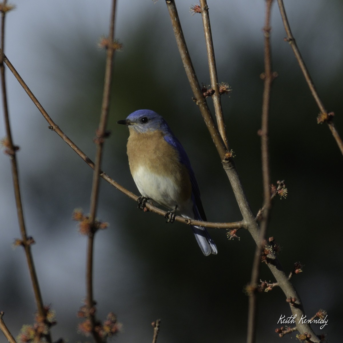 Eastern Bluebird - ML632363855