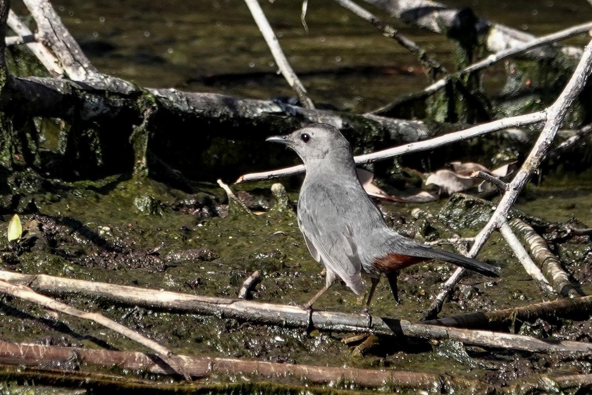 Gray Catbird - ML632363877