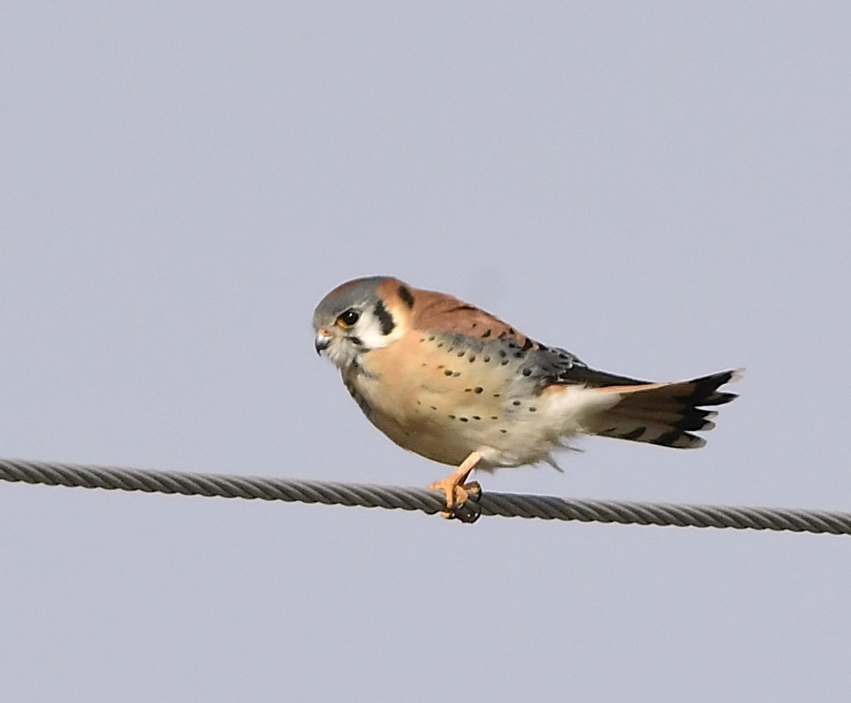 American Kestrel - ML632363906
