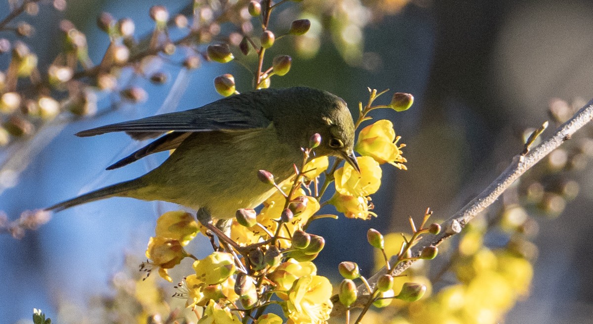 Orange-crowned Warbler - ML632363957
