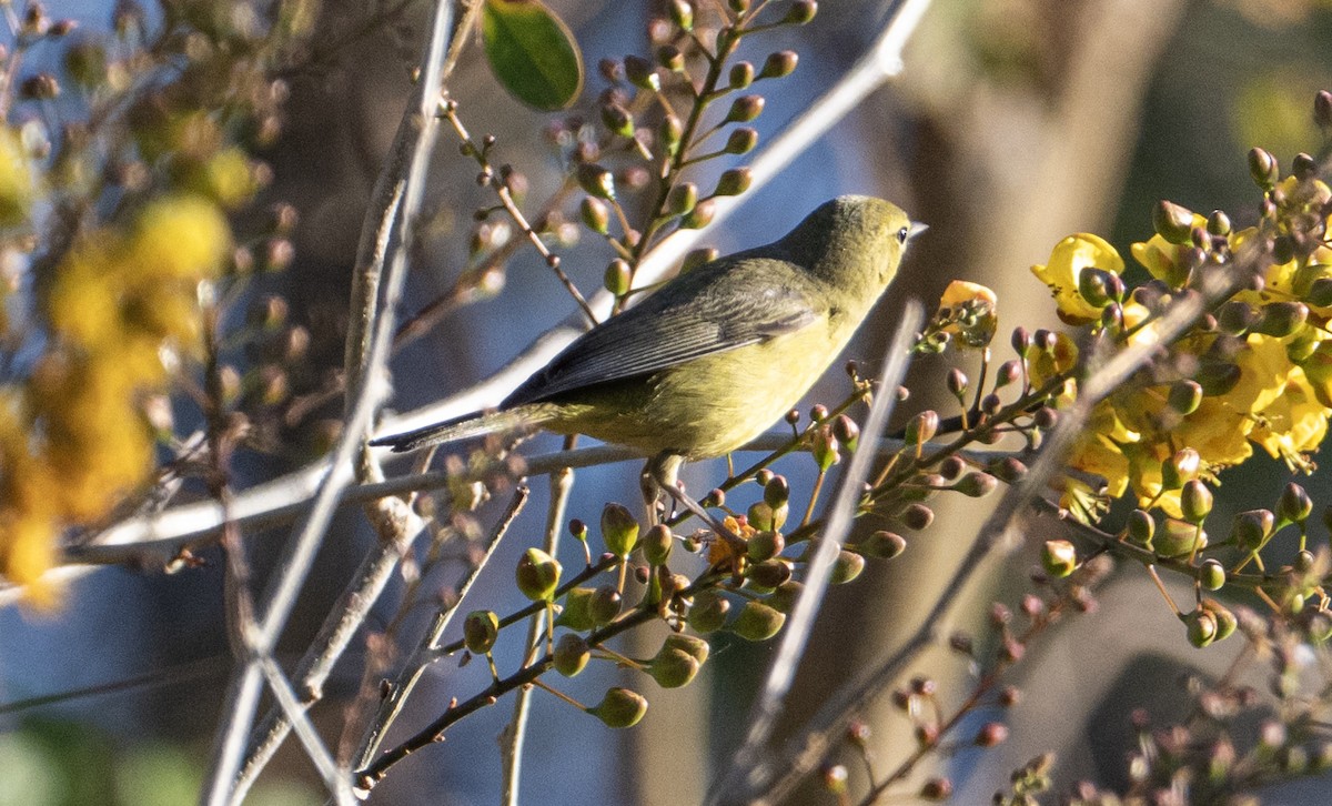 Orange-crowned Warbler - ML632363958