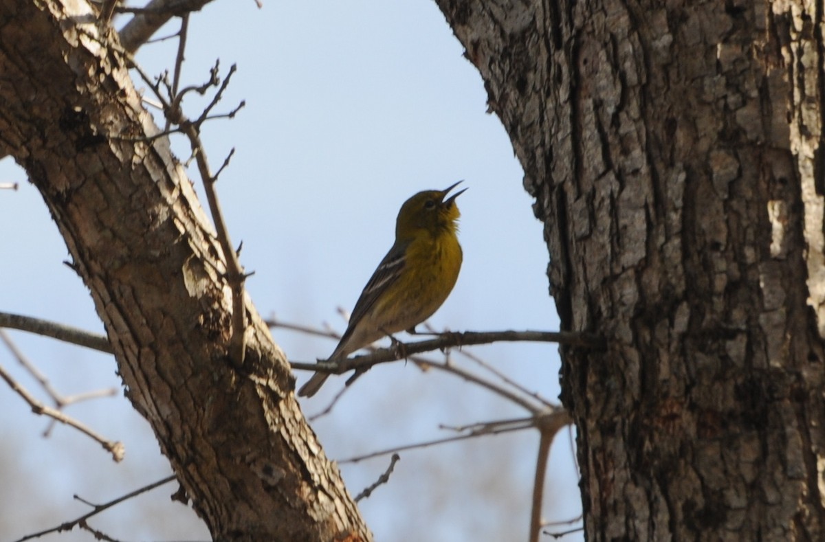 Pine Warbler - ML632364023