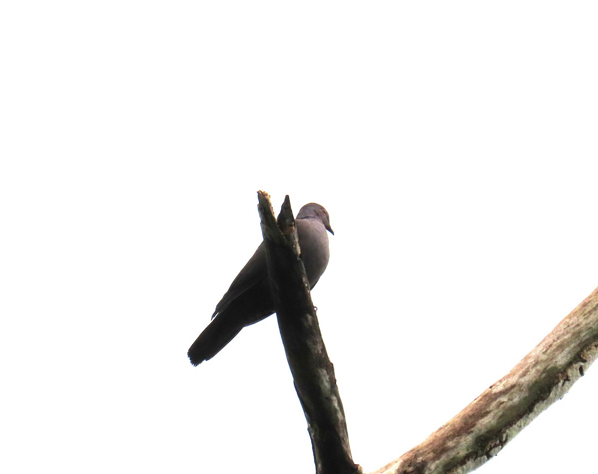 Dusky Pigeon - ML632364027